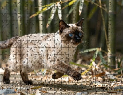 Puzzel Siamese kat in het bamboepark | 252 stukjes | Dierenpuzzel | Kattenpuzzel