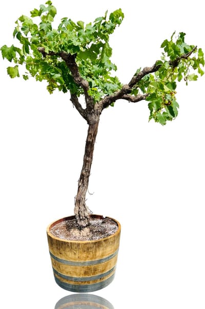 Druivenplant in half wijnvat - Vitis Vinifera - Druivenboom op hoge stam - Winterhard - Pot ⌀ 45cm - Hoogte ca. 200cm