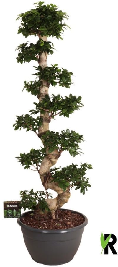 Ficus Microcarpa S-type in kunststof sierpot 180 cm - Kamerplant - Potmaat Ø45 cm
