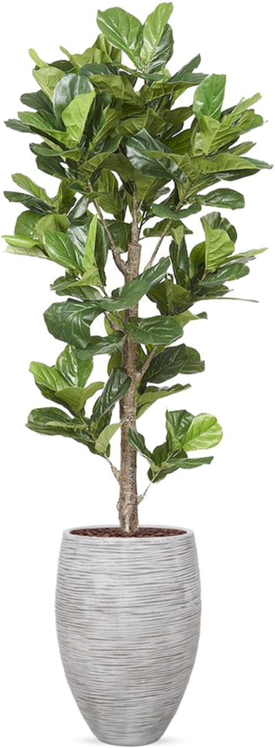 Kunstplant Ficus Lyrata in vaas elegant Rib ivoor H240 cm