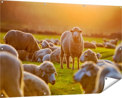 Gards Tuinposter Kudde Schapen bij Zonsondergang - 150x100 cm - Tuindoek - Tuindecoratie - Wanddecoratie buiten - Tuinschilderij