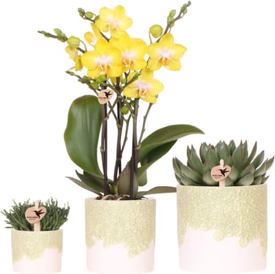 Kolibri Company | Plantenset Bloom Green | Gele Albenga orchidee 9cm + groene planten incl. sierpotten