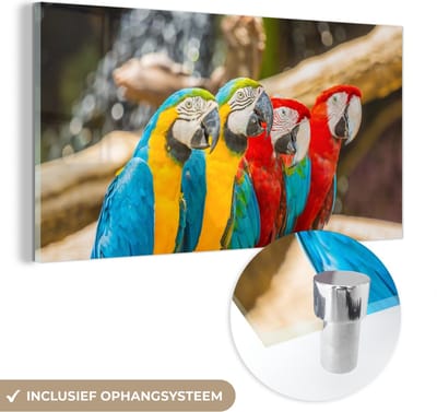 MuchoWow® Glasschilderij 40x20 cm - Schilderij acrylglas - Vogels - Papegaai - Tropisch - Natuur - Foto op glas - Schilderijen