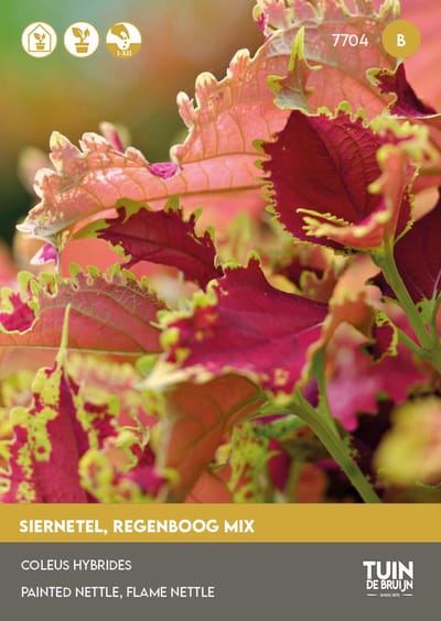 Siernetel Rainbow Mix Zaden – Coleus Bonte Bladplant – Kleurrijke Kamerplant & Tuinplant – ±350 Zaden – Tuin de Bruijn