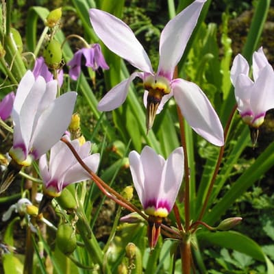 6 x Dodecatheon Meadia -  Twaalfgodenkruid pot 9x9cm