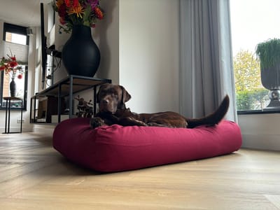 Dog's Companion - Hondenkussen / Hondenbed wijnrood - S - 70x50cm