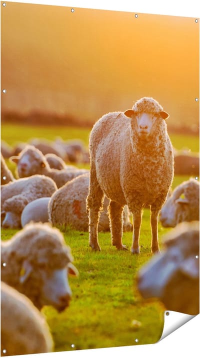 Gards Tuinposter Kudde Schapen bij Zonsondergang - 120x180 cm - Tuindoek - Tuindecoratie - Wanddecoratie buiten - Tuinschilderij