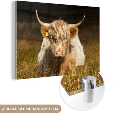 MuchoWow® Glasschilderij 150x100 cm - Schilderij acrylglas - Schotse Hooglander - Licht - Gras - Dieren - Foto op glas - Schilderijen