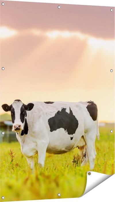 Gards Tuinposter Zwart Wit Koe in de Wei bij Zonsopkomst - 80x120 cm - Tuindoek - Tuindecoratie - Wanddecoratie buiten - Tuinschilderij