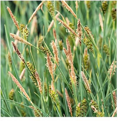 Moerings Phragmites Australis | Riet | In 18CM Mand Kant en Klaar