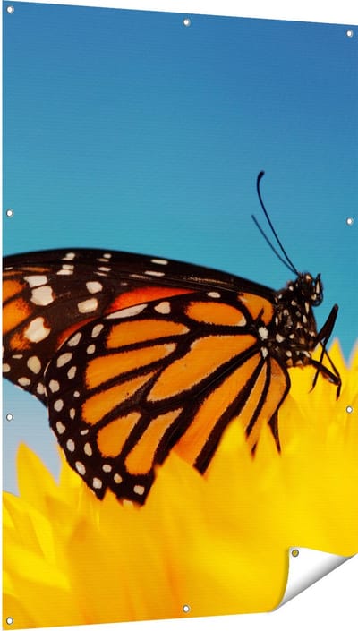 Gards Tuinposter Oranje Vlinder bij een Zonnebloem - 100x150 cm - Tuindoek - Tuindecoratie - Wanddecoratie buiten - Tuinschilderij