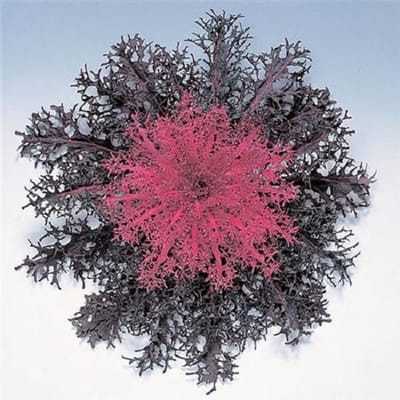 Sierkool Brassica Oleracea Peacock F1 Red