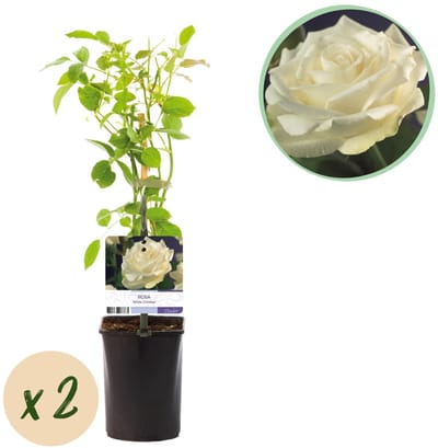 Green boutiQ - Klimroos - Rosa White Climber - Bloem Wit - Weinig onderhoud - 2 planten - Pot 11cm Hoogte 40cm