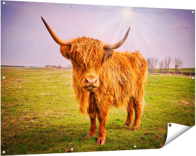 Gards Tuinposter Bruine Schotse Hooglander Koe - Kleur - 150x100 cm - Tuindoek - Tuindecoratie - Wanddecoratie buiten - Tuinschilderij
