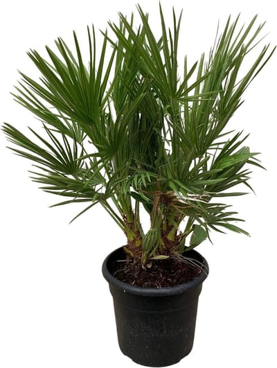 Chamaerops Humilis struik - 100 cm - Ø24cm