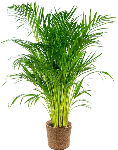 Bloomique - Dypsis Lutescens - Goudpalm - Areca - Palm - Kamerplanten - Luchtzuiverend - Diervriendelijk - Hoogte 100-110 cm - Zeegras Mand 21 cm