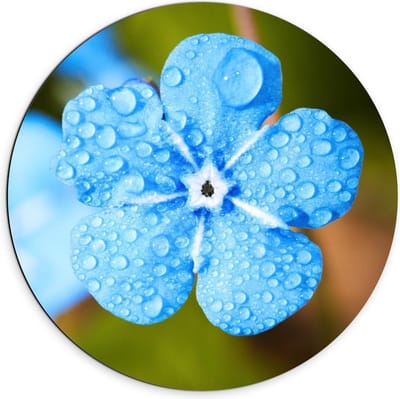 Dibond Wandcirkel - Licht Blauwe Bloem op Groene Achtergrond  - 70x70cm Foto op Aluminium Wandcirkel (met ophangsysteem)