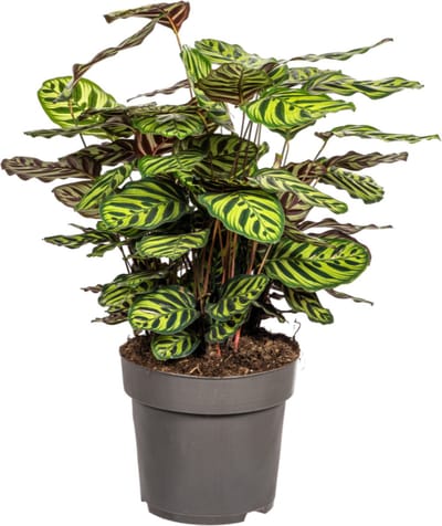 Plantenboetiek.nl | Calathea Makoyana - Ø27cm - 60-80cm hoog - Kamerplant - Groenblijvend