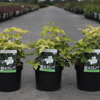 Plants Online BV - Planten - Tuinplanten - Heesters - Set van 1 - Viburnum opulus 'Park Harvest'