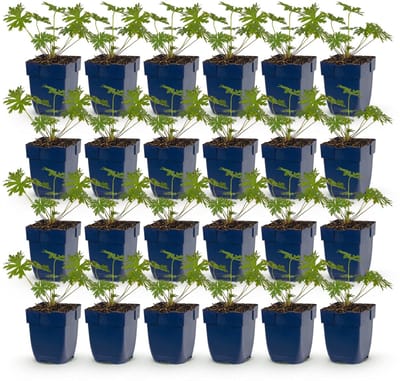 Green boutiQ - Vasteplant - Geranium Johnson's Blue - Ooievaarsbek - Bodembedekkend - Blauw - 24 Planten - Pot 11cm - Hoogte 15-25cm