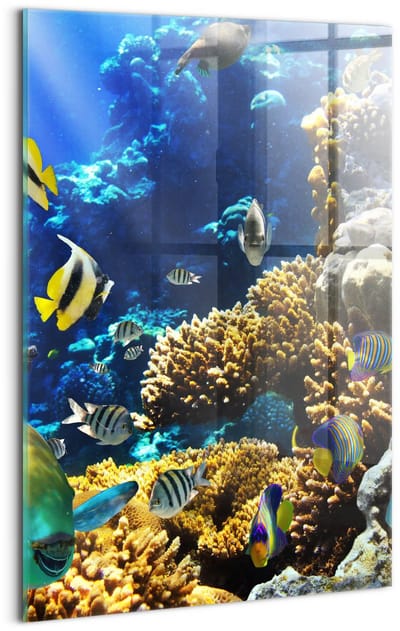 Wallfluent Glasschilderij - Foto van vissen op een koraalrif. Foto Glas - 40x60 cm - Veelkleurig Verticale Muurschildering - Dieren Foto Schilderij Op Glas - Foto In Glas - Foto Op Glas