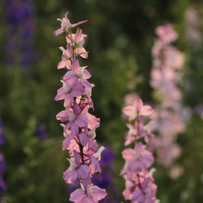 Ridderspoor (Delphinium) - Astolat - Vaste planten - Bijen-Vlinders - Snijbloemen - Zomerbollen - Voorjaarsbollen