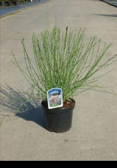 Cytisus (s) 'Moyclare Pink' - Brem , Geitenklaver 40- 60 cm in pot