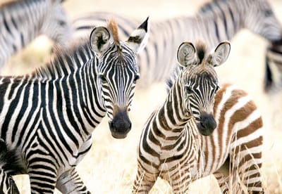 Castorland puzzel Young Zebras - 1000 stukjes legpuzzel.