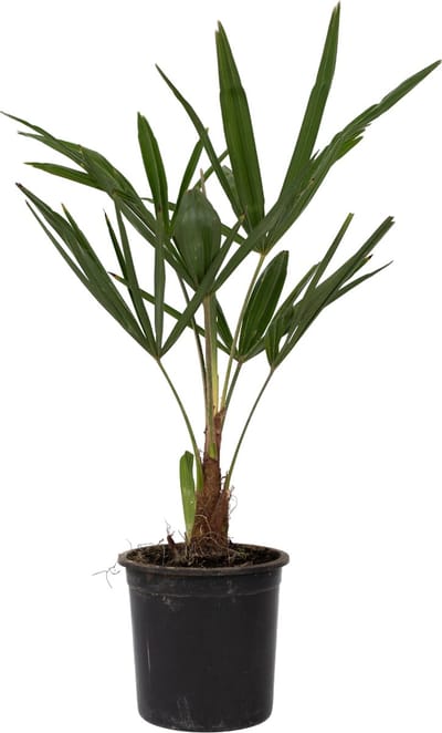 Plant in a Box - Trachycarpus Fortunei - Set van 4 - Winterharde Aziatische Waaierpalmboom - Pot 15cm - Hoogte 35-45cm