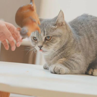 Jouet Souris Chat Réaliste Attrape-souris en Caoutchouc Souple avec Conception Résistante aux Morsures pour le Jeu d'Entraînement des Dents de Chaton Jouets Interactifs pour Animaux de Compagnie brown