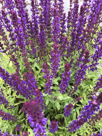 6x Bossalie - Salvia nemorosa 'Caradonna' | 9x9 cm pot