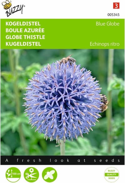 2 stuks Echinops, Kogeldistel Blue Globe