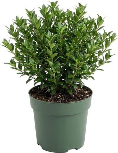 Bloomique - Ilex Crenata Jenny - Japanse Hulst - Wintergroen - Winterhard - Balkonplanten - 10-20cm Hoog - Pot 10cm