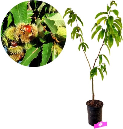 Castanea sativa 'Pilio', Tamme kastanje, Hoogte 80cm, 5 liter pot