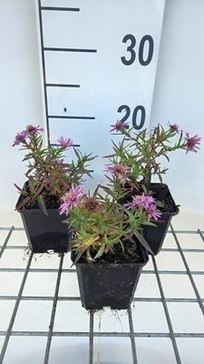 6x Aster - Aster dum. 'Alice Haslam' | pot de 9 x 9 cm