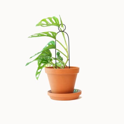 Kleine Plantensteun Pompom Zwart - Mini Plant Stake Hoop Black - 34 cm hoog Plantensteun - Gerecycled aluminium