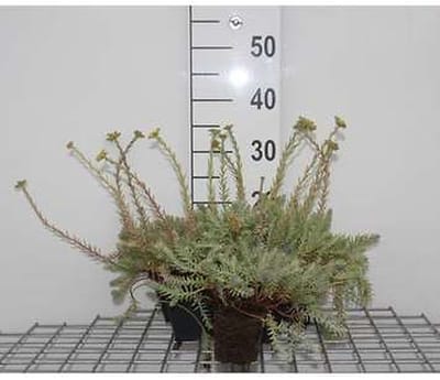 6x Sedum reflexum