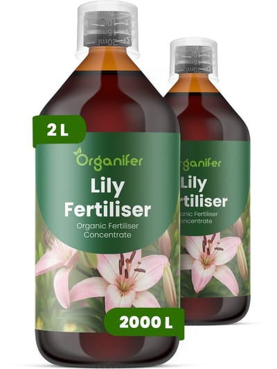 Vloeibare Meststof Voor Lelie 2X1 L Voor 2000 L - Npk 3-4-3 - Geschikt Voor Аlle Leliesoorten - Voor - Stengelstevigheid - Verticale Groei - Knopvorming - Kleurintensiteit - Langdurige Bloemen - Sierwaarde - Voor Snijbloemproductie - Organifer