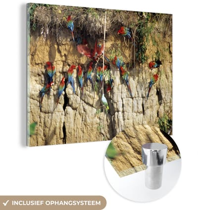 ® Glasschilderij 160x120 cm - Schilderij acrylglas - Kleurrijke Ara's hangen in het Nationaal park Manu in Peru - Foto op glas - Muurdecoratie woonkamer - Wanddecoratie slaapkamer - Schilderijen