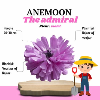 KH Bloembollen® Anemoon | The Admiral – 30 stuks – Violet / Lilaroze Voorjaarsbollen – Vaste Planten voor Tuin & Border