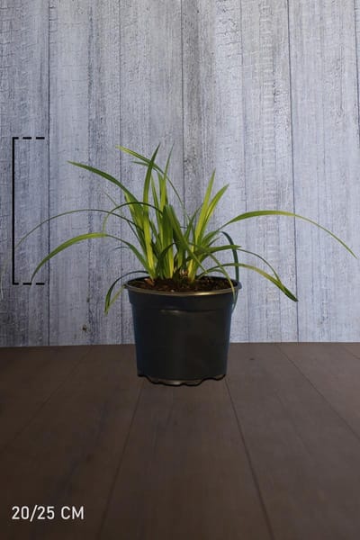 Plants Online - Tuinplanten - Siergrassen - Zegge 'Irish Green‘ - Pot 20-25 cm - set van 10 - Bloeiende plant - Geschikt als lage haag - Weinig onderhoud - Wintergroen