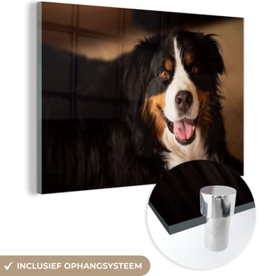® Glasschilderij 180x120 cm - Schilderij acrylglas - Berner Sennenhond kijkt in de camera - Foto op glas - Muurdecoratie woonkamer - Wanddecoratie slaapkamer - Schilderijen