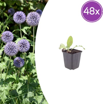 Tuinplantenshop.com | Echinops ritro | 48 stuks - Ø9cm - 10-25cm hoog - Tuinplant