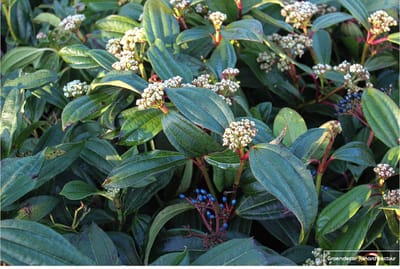 Viburnum davidii - Sneeuwbal 30 - 40 cm in pot