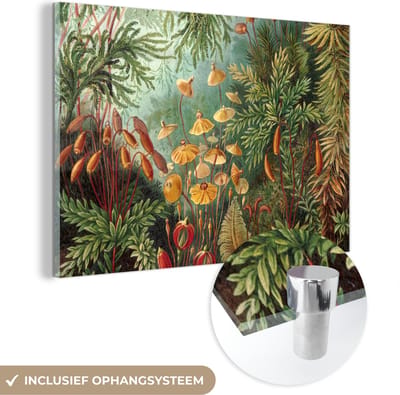 MuchoWow® Glasschilderij 90x60 cm - Schilderij acrylglas - Muscinae - Ernst Haeckel - Planten - Foto op glas - Schilderijen