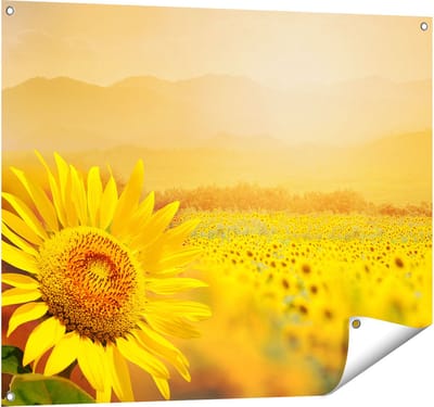 Gards Tuinposter Zonnebloemen Veld met Zonopkomst - 100x80 cm - Tuindoek - Tuindecoratie - Wanddecoratie buiten - Tuinschilderij