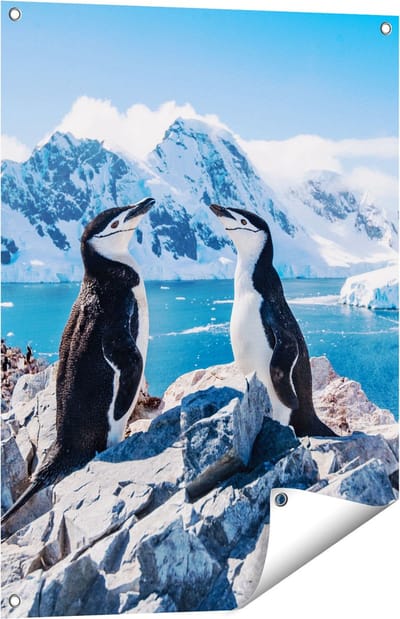Gards Tuinposter Twee Pingu�ns op Stenen in Antarctica - 60x80 cm - Tuindoek - Tuindecoratie - Wanddecoratie buiten - Tuinschilderij