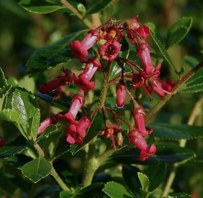Escallonia rubra 'Crimson Spire' 40 - 50 cm in pot