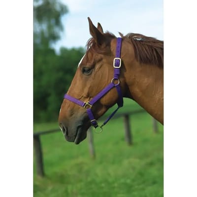 Halster voor paarden Norton Doublé cuir