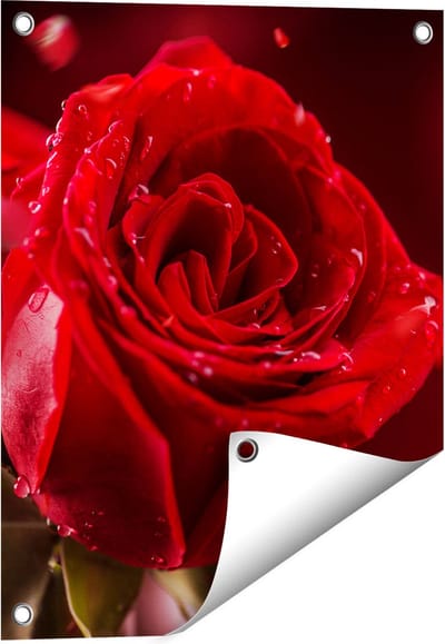 Gards Tuinposter Romantische Rode Roos - 40x50 cm - Tuindoek - Tuindecoratie - Wanddecoratie buiten - Tuinschilderij